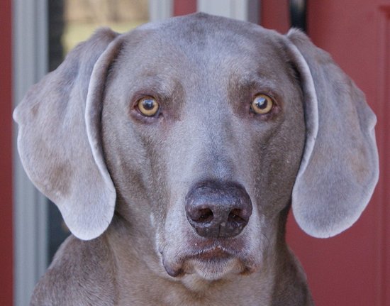 Tommydog Tommydog