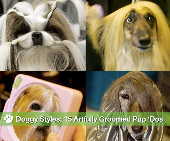 dog hairstyles. Pictures of Dog Hairstyles
